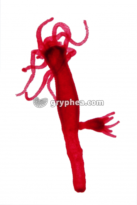 Hydre entière en bourgeonnement x5 - gryphea.com